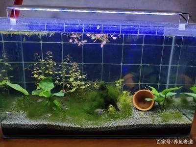 超市魚缸養魚為什么老是會死魚：超市魚缸養魚老死的原因及解決辦法魚缸養魚的注意事項