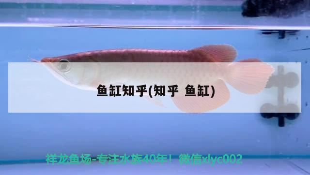 魚缸知乎(知乎魚缸)