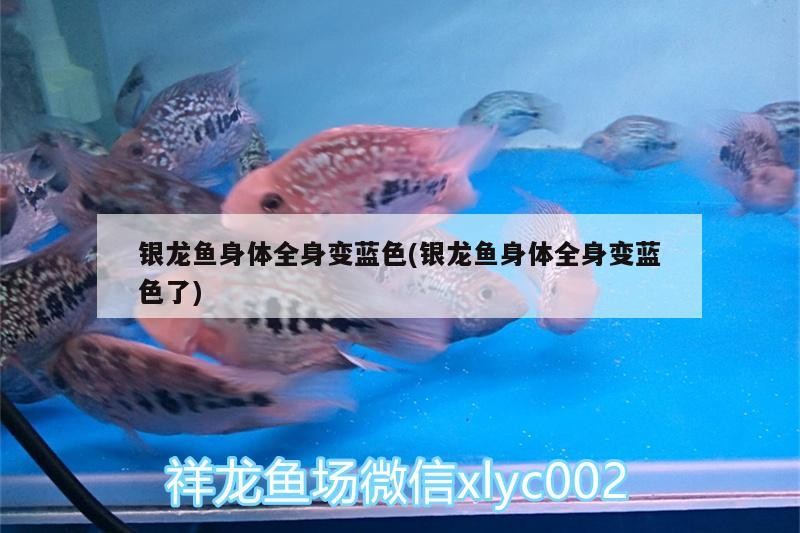 銀龍魚身體全身變藍(lán)色(銀龍魚身體全身變藍(lán)色了)