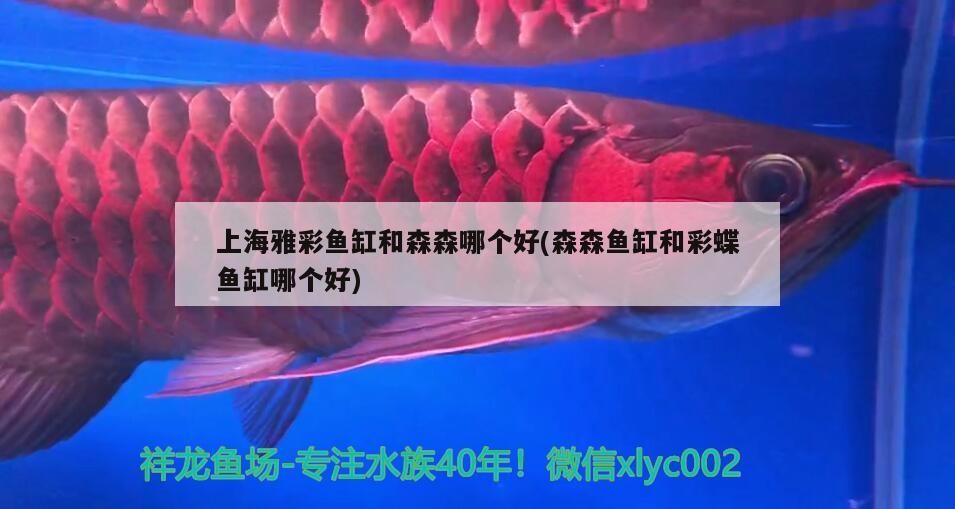 上海雅彩魚缸和森森哪個好(森森魚缸和彩蝶魚缸哪個好)