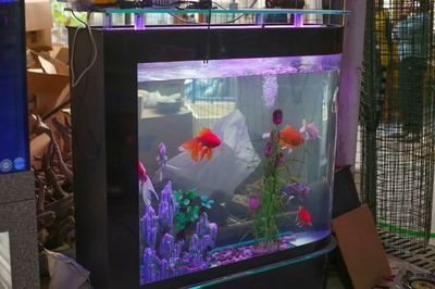 不需要打理的魚缸魚有哪些：適合初學者的熱帶魚種類孔雀魚適合不太打理的魚缸魚