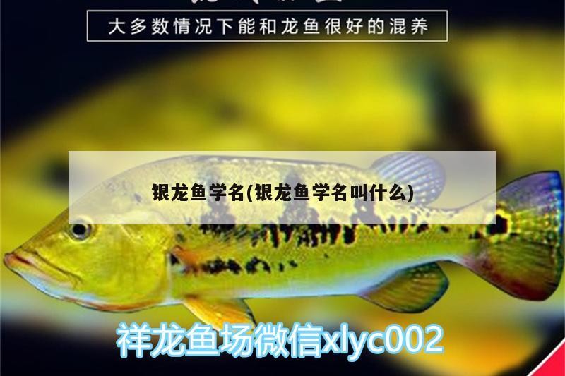 銀龍魚(yú)學(xué)名(銀龍魚(yú)學(xué)名叫什么)