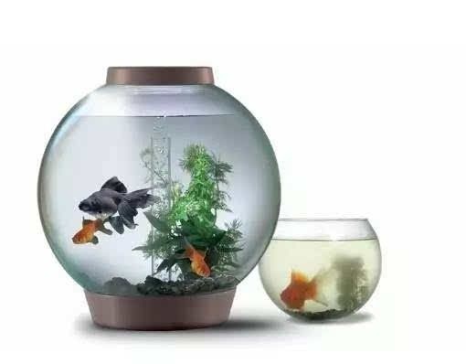 龍魚圖片大全圖片高清壁紙可愛動漫
