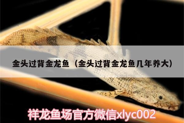 金頭過背金龍魚（金頭過背金龍魚幾年養大）