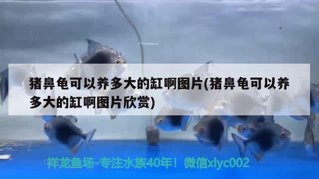 豬鼻龜可以養多大的缸啊圖片(豬鼻龜可以養多大的缸啊圖片欣賞)