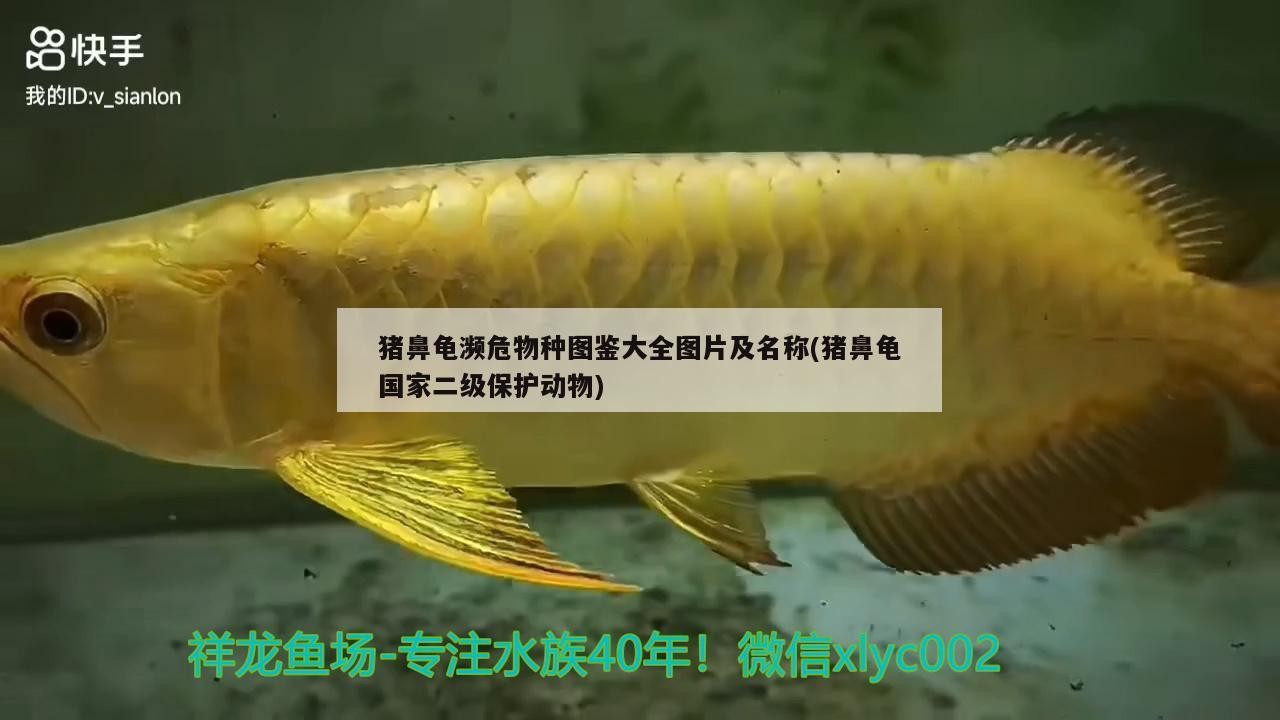 豬鼻龜瀕危物種圖鑒大全圖片及名稱(豬鼻龜國家二級保護動物)