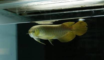 龍魚老頭魚的辨別，龍魚和老頭魚有什么區別？