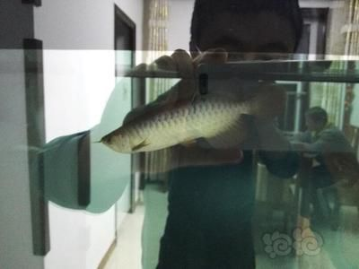 龍魚老頭魚的辨別，龍魚和老頭魚有什么區別？