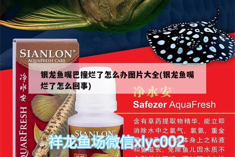 銀龍魚嘴巴撞爛了怎么辦圖片大全(銀龍魚嘴爛了怎么回事)