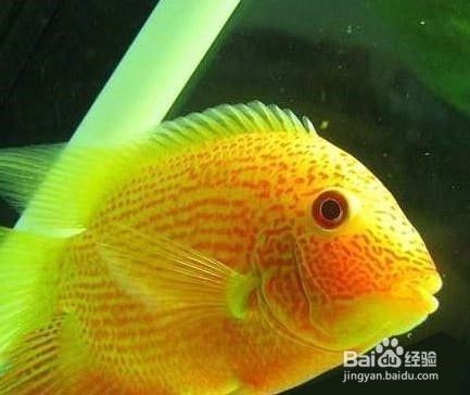 紅龍魚跳缸死了有什么預(yù)兆：紅龍魚跳缸死亡可能由多種因素引起