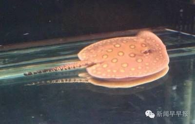 魟魚檢疫期間需要喂食嗎有毒嗎：關于魟魚檢疫期間是否需要喂食，有觀點認為，