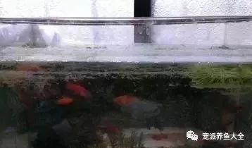 大魚缸如何清潔水垢：如何清洗大魚缸水垢？