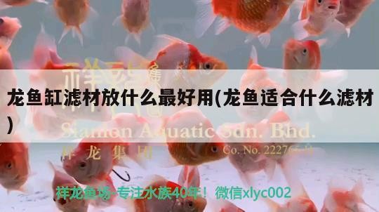 龍魚缸濾材放什么最好用(龍魚適合什么濾材)