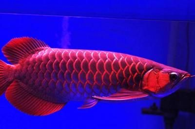 紅龍魚水霉病怎么治療最好