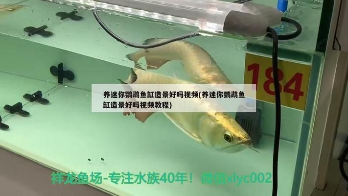 龍魚(yú)魚(yú)缸造景放什么好vs祥龍魚(yú)場(chǎng)：龍魚(yú)魚(yú)缸造景放什么好vs祥龍魚(yú)場(chǎng)特色服務(wù)推薦
