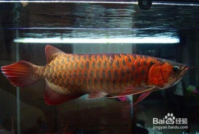 如何挑選紅龍魚苗圖解:如何挑選合適的紅龍魚苗,紅龍魚苗喂食技巧 紅龍魚百科 第2張 如何挑選紅龍魚苗圖解:如何挑選合適的紅龍魚苗,紅龍魚苗喂食技巧 如何挑選紅龍魚苗圖解:如何挑選合適的紅龍魚苗,紅龍魚苗喂食技巧 紅龍魚百科 第2張