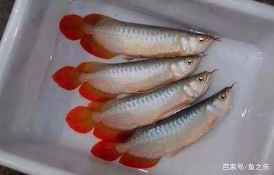 如何挑選紅龍魚苗圖解:如何挑選合適的紅龍魚苗,紅龍魚苗喂食技巧 紅龍魚百科 第3張 如何挑選紅龍魚苗圖解:如何挑選合適的紅龍魚苗,紅龍魚苗喂食技巧 如何挑選紅龍魚苗圖解:如何挑選合適的紅龍魚苗,紅龍魚苗喂食技巧 紅龍魚百科 第3張