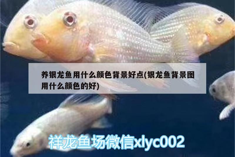 養銀龍魚用什么顏色背景好點(銀龍魚背景圖用什么顏色的好)