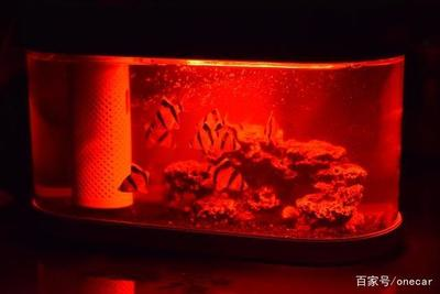 龍口哪里賣魚缸的多啊視頻