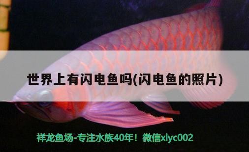 世界上有閃電魚嗎(閃電魚的照片)