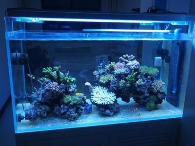 1.5米魚缸慶大霉素的用量：1.5米魚缸慶大霉素用量