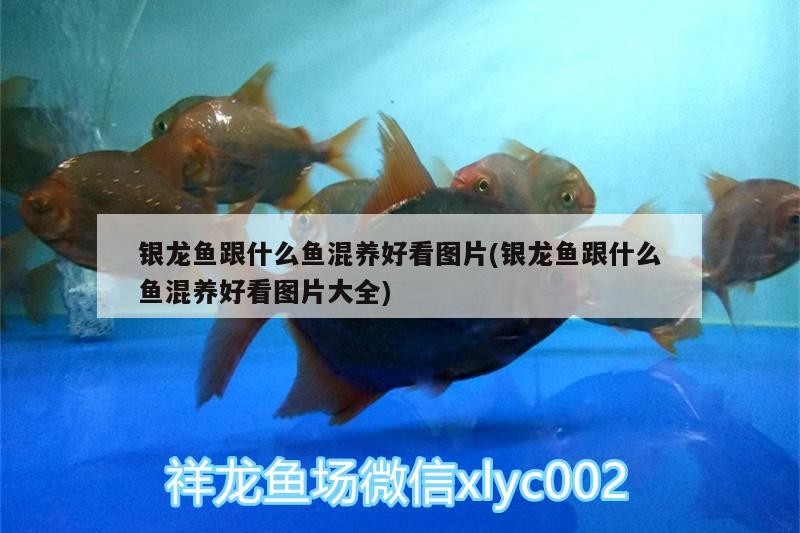 銀龍魚跟什么魚混養(yǎng)好看圖片(銀龍魚跟什么魚混養(yǎng)好看圖片大全)