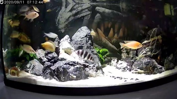 德宏傣族景頗族自治州水族館vs祥龍魚場（云南德宏傣族景頗族自治州水族館位于中國云南省西部）