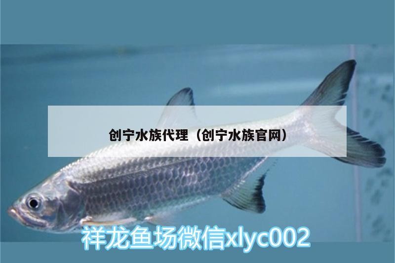 創(chuàng)寧水族代理（創(chuàng)寧水族官網(wǎng)）