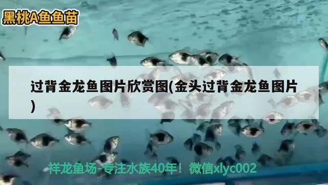 過背金龍魚圖片欣賞圖(金頭過背金龍魚圖片)