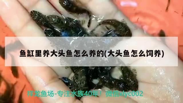 魚缸里養大頭魚怎么養的(大頭魚怎么飼養)
