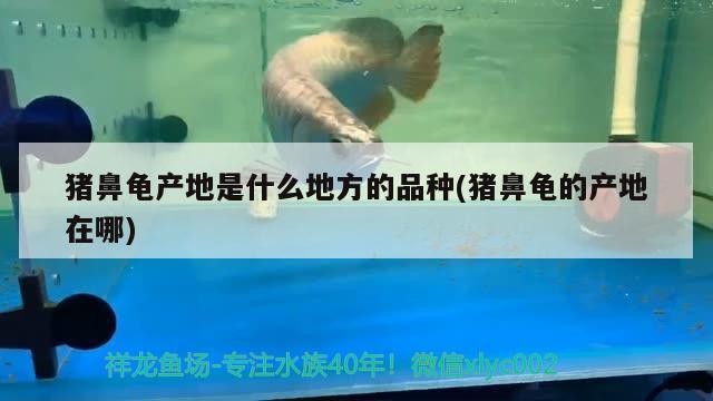 豬鼻龜產地是什么地方的品種(豬鼻龜的產地在哪)