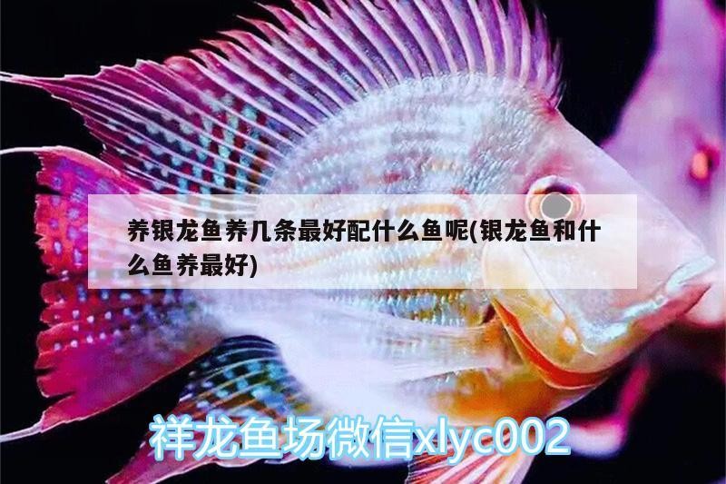 養(yǎng)銀龍魚養(yǎng)幾條最好配什么魚呢(銀龍魚和什么魚養(yǎng)最好)