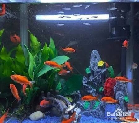 龍魚干蝦有營養(yǎng)嗎 阿里魚缸會議 魚缸百科 阿里魚缸會議 阿里魚缸會議 魚缸百科
