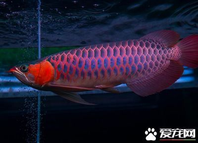 龍魚只吃大麥蟲干