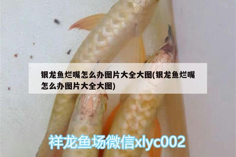 銀龍魚(yú)爛嘴怎么辦圖片大全大圖(銀龍魚(yú)爛嘴怎么辦圖片大全大圖)