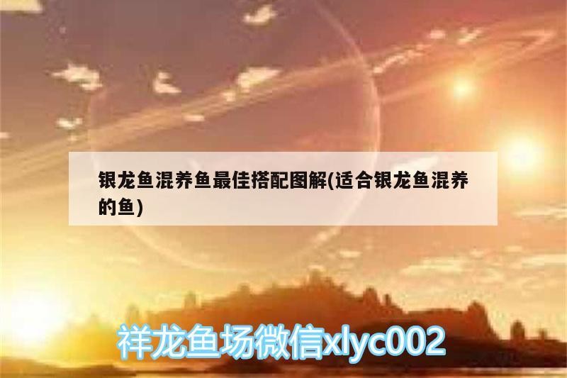 銀龍魚混養(yǎng)魚最佳搭配圖解(適合銀龍魚混養(yǎng)的魚)