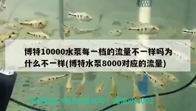 博特10000水泵每一檔的流量不一樣嗎為什么不一樣(博特水泵8000對應的流量)