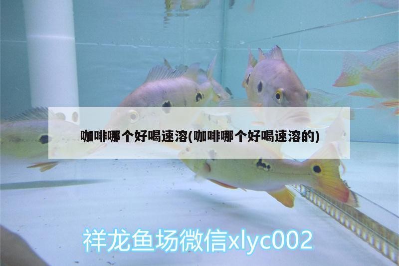 咖啡哪個好喝速溶(咖啡哪個好喝速溶的)