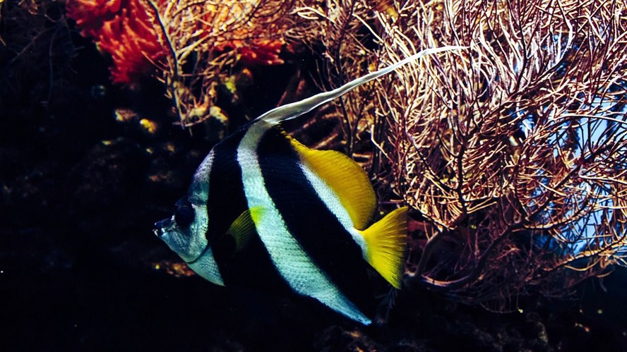 三條小金魚要多大的魚缸（三條小金魚要多大的魚缸養）