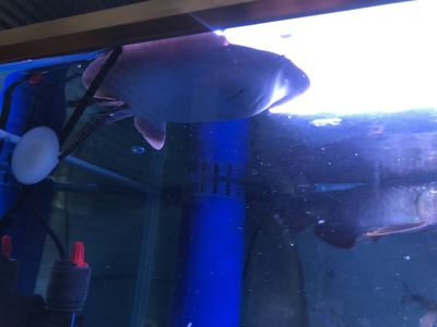 養(yǎng)魟魚多久換一次水:養(yǎng)魟魚多久換一次水并沒有固定的標(biāo)準(zhǔn),需要根據(jù)具體情況調(diào)整 魟魚百科 第1張 養(yǎng)魟魚多久換一次水:養(yǎng)魟魚多久換一次水并沒有固定的標(biāo)準(zhǔn),需要根據(jù)具體情況調(diào)整 養(yǎng)魟魚多久換一次水:養(yǎng)魟魚多久換一次水并沒有固定的標(biāo)準(zhǔn),需要根據(jù)具體情況調(diào)整 魟魚百科 第1張