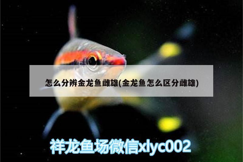 怎么分辨金龍魚雌雄(金龍魚怎么區(qū)分雌雄)