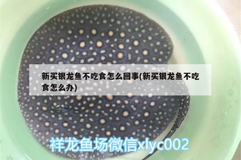 新買銀龍魚不吃食怎么回事(新買銀龍魚不吃食怎么辦)