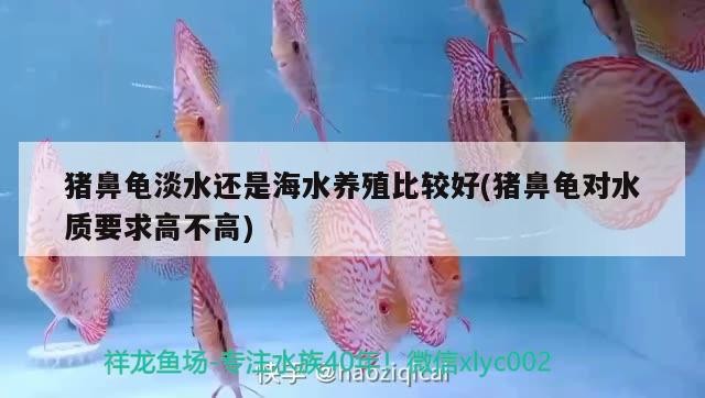豬鼻龜淡水還是海水養殖比較好(豬鼻龜對水質要求高不高)