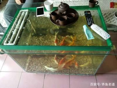 80厘米魚缸適合養幾條錦鯉呢：80厘米長的魚缸養幾條錦鯉魚缸養多少條錦鯉最好
