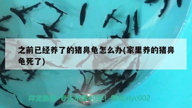 之前已經養了的豬鼻龜怎么辦(家里養的豬鼻龜死了)