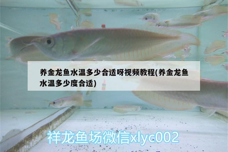 養金龍魚水溫多少合適呀視頻教程(養金龍魚水溫多少度合適) 養金龍魚水溫多少合適呀視頻教程(養金龍魚水溫多少度合適) 魟魚百科
