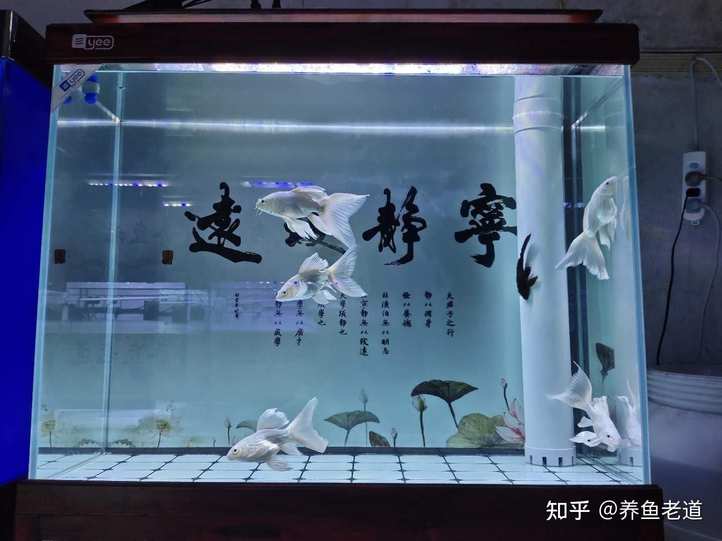 不想要的魚缸怎么處理干凈：如何處理不想要的魚缸