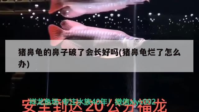 豬鼻龜的鼻子破了會長好嗎(豬鼻龜爛了怎么辦)