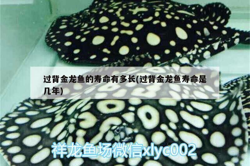 過背金龍魚的壽命有多長(過背金龍魚壽命是幾年)