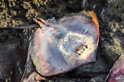魟魚咬人會死亡嗎為什么不能吃：赤魟魚咬人會死亡嗎為什么不能吃